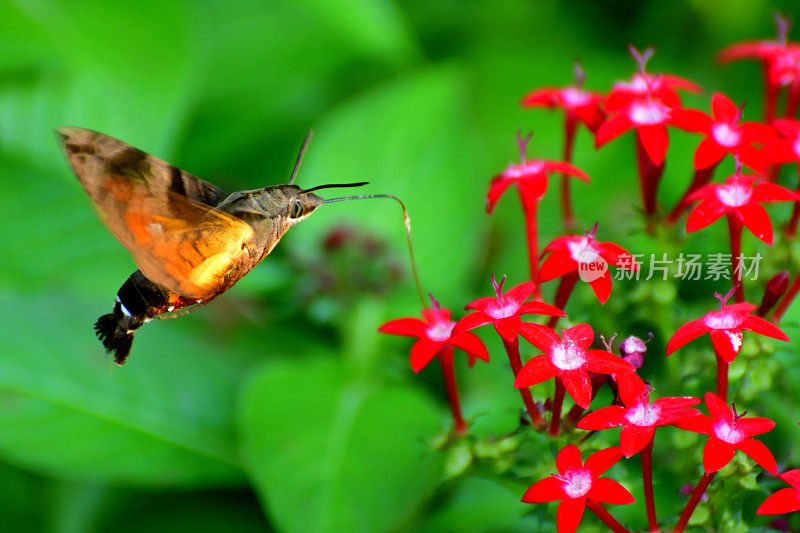 Pentas lanceolata和蜂鸟鹰蛾